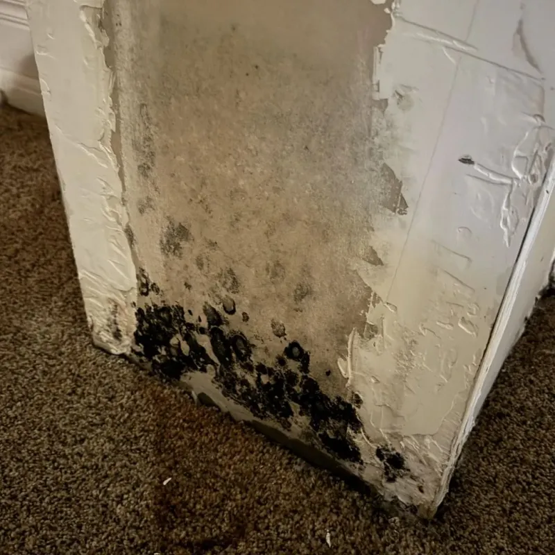 Professional Mold Removal in Conway, NH